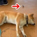 廊下で寝ている犬の後ろに、突然『カニ』が出現→ビックリするかと思ったら…予想外の『まさかの反応』が129万再生「平和ｗ」「反射神経すご」(ブログ)