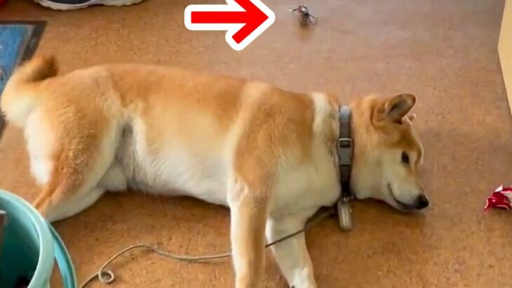 廊下で寝ている犬の後ろに、突然『カニ』が出現→ビックリするかと思ったら…予想外の『まさかの反応』が129万再生「平和ｗ」「反射神経すご」(ブログ)