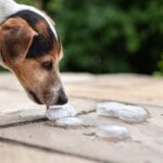 犬は『氷』を食べても大丈夫？与えすぎてしまった場合に起こる危険な症状とは(ブログ)