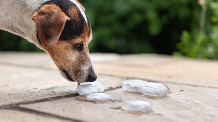 犬は『氷』を食べても大丈夫？与えすぎてしまった場合に起こる危険な症状とは(ブログ)