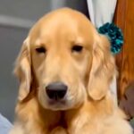 ドッグランから帰ってきた大型犬→イスで一休みしていたら…疲れ切って見せた『尊い光景』が59万再生「寝ていいよｗ」「グニャングニャンで草」(ブログ)