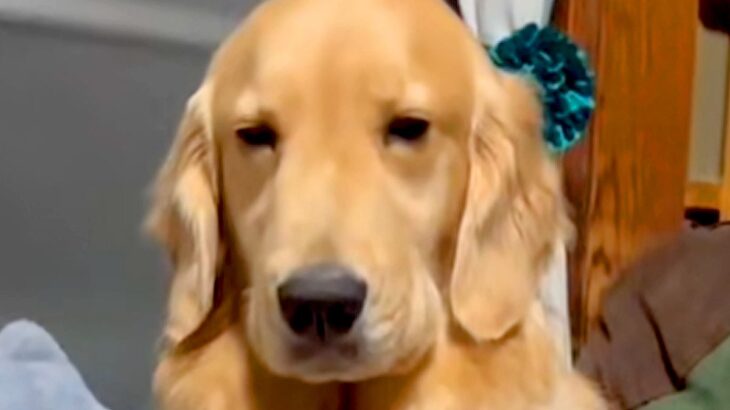 ドッグランから帰ってきた大型犬→イスで一休みしていたら…疲れ切って見せた『尊い光景』が59万再生「寝ていいよｗ」「グニャングニャンで草」(ブログ)