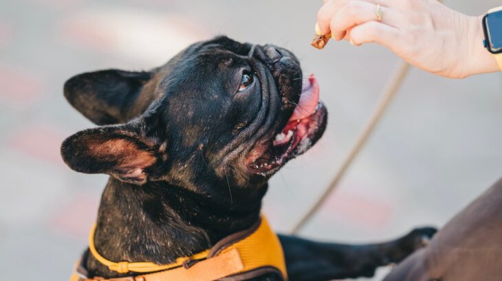 愛犬のしつけに役立つ『ご褒美のあげ方』4つ　与えるときのポイントから注意すべきことまで(ブログ)
