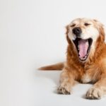 犬がしていたら危険な『あくび』4選　体調不良を見分ける方法まで解説(ブログ)