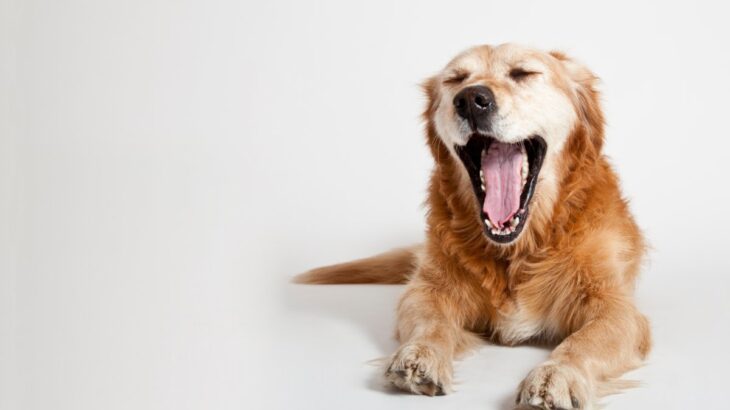 犬がしていたら危険な『あくび』4選　体調不良を見分ける方法まで解説(ブログ)