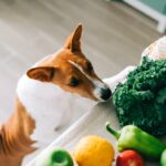 犬が大好きな『食材』5選　特におすすめな食べ物や与え方の注意点まで(ブログ)