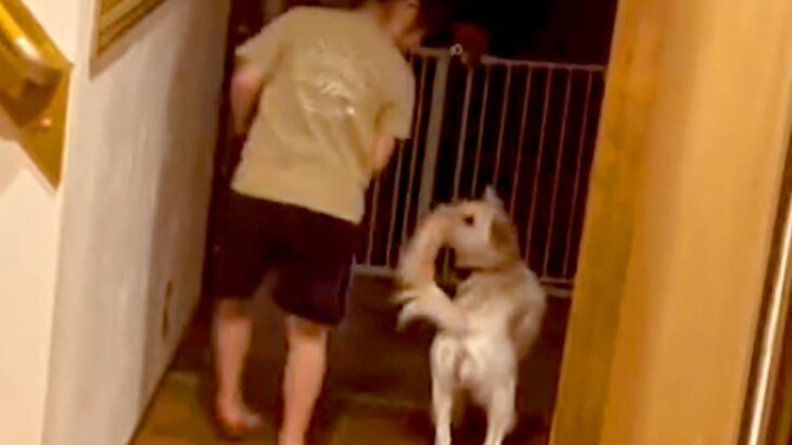 パパが帰宅→気付いた女の子と元保護犬が…目頭が熱くなる『おかえりなさい』が20万再生「なんて素敵な家庭」「幸せになった」と感動の声続々(ブログ)