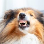 犬が『絶対嫌』と言っているときにみせるサイン5選　拒否や不満をアピールしているときの態度とは？(ブログ)