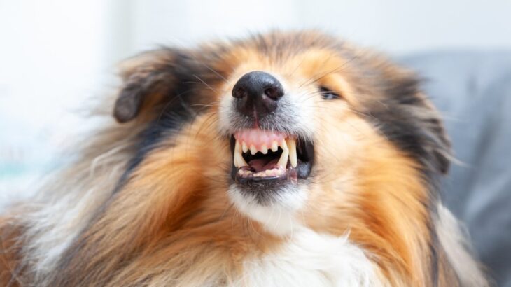 犬が『絶対嫌』と言っているときにみせるサイン5選　拒否や不満をアピールしているときの態度とは？(ブログ)