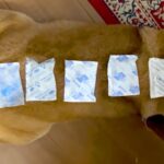 散歩から帰ってきた犬が暑そうだったので『保冷剤』を体に並べてあげたら…可愛すぎる『ご満悦な様子』が70万再生「冷やし柴」「湿布みたいｗ」(ブログ)