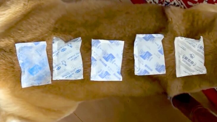 散歩から帰ってきた犬が暑そうだったので『保冷剤』を体に並べてあげたら…可愛すぎる『ご満悦な様子』が70万再生「冷やし柴」「湿布みたいｗ」(ブログ)