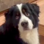 家族３人が同時に『散歩行く？』と声をかけたら、大型犬はどうするのか？検証したら…まるで人間のような反応が20万再生「首の振り方可愛いｗ」(ブログ)