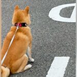 柴犬の散歩中に『別の柴犬と遭遇した』結果…思った以上に『ポケモンバトルすぎる光景』に1万いいね「かわいいｗｗ」「柴距離がｗ」と爆笑の声(ブログ)