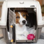犬が『クレートやケージ』から出てこない理由5つ　閉じこもっている心理から適切な対処法まで(ブログ)
