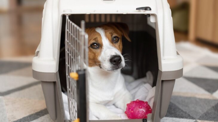 犬が『クレートやケージ』から出てこない理由5つ　閉じこもっている心理から適切な対処法まで(ブログ)