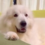 ソファでくつろぐ笑顔の大型犬→お腹をモフモフしにいった結果…あまりにも辛辣な『露骨すぎる表情の変化』が34万再生「温度差ｗ」「無の境地」(ブログ)