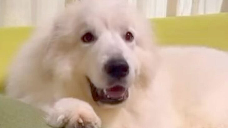 ソファでくつろぐ笑顔の大型犬→お腹をモフモフしにいった結果…あまりにも辛辣な『露骨すぎる表情の変化』が34万再生「温度差ｗ」「無の境地」(ブログ)