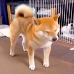 扇風機の風を浴びる犬→クーラーをつけてあげた結果…『あからさまな態度の変化』が10万再生「まるで人間」「めっちゃわかるｗｗ」共感の声も(ブログ)