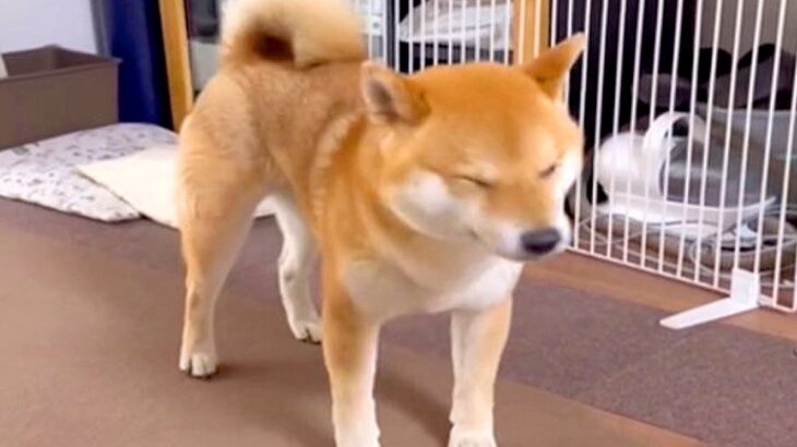 扇風機の風を浴びる犬→クーラーをつけてあげた結果…『あからさまな態度の変化』が10万再生「まるで人間」「めっちゃわかるｗｗ」共感の声も(ブログ)