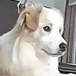 『ライオンキングかな？』おとなしくお留守番する犬→子犬時代を振り返ってみたら…まさかの光景に反響「可愛い」「イタズラしないのすごい」(ブログ)