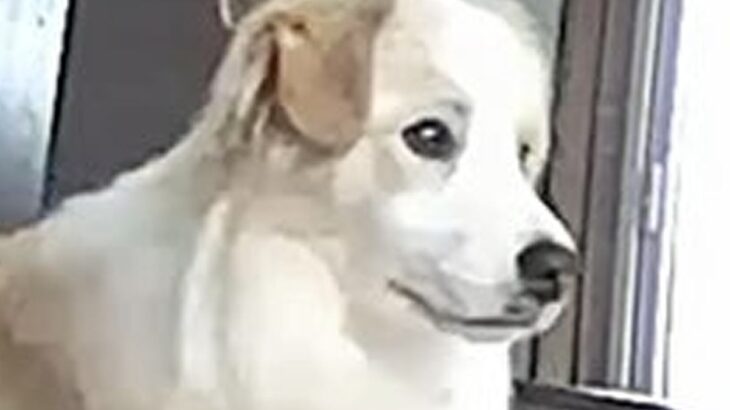 『ライオンキングかな？』おとなしくお留守番する犬→子犬時代を振り返ってみたら…まさかの光景に反響「可愛い」「イタズラしないのすごい」(ブログ)