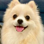 『王道ポメラニアンカットでお願いします』と依頼→トリミング後の犬が…思っていたのと違う『まさかの光景』に爆笑「ワロタ」「頭尖ってるｗｗ」(ブログ)