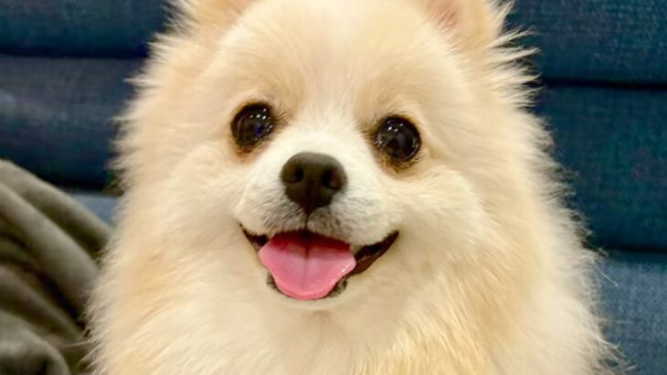 『王道ポメラニアンカットでお願いします』と依頼→トリミング後の犬が…思っていたのと違う『まさかの光景』に爆笑「ワロタ」「頭尖ってるｗｗ」(ブログ)