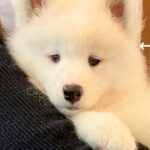 まるでぬいぐるみな『赤ちゃん犬』を飼った結果→たったの３ヶ月後…ウソのような『急成長のビフォーアフター』に反響「顔は赤ちゃんで可愛いｗ」(ブログ)