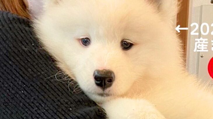 まるでぬいぐるみな『赤ちゃん犬』を飼った結果→たったの３ヶ月後…ウソのような『急成長のビフォーアフター』に反響「顔は赤ちゃんで可愛いｗ」(ブログ)
