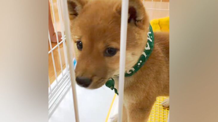 『小さくてかわいい豆柴を飼った』と思っていたら…想定を大幅に超えた『まさかの成長』に反響「立派で可愛い」「うちも同じｗ」共感の声も(ブログ)