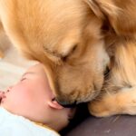 寝ている赤ちゃんのそばにやってきた大型犬→ウトウトしてると思ったら…泣けるほど尊い『まさかの展開』が42万再生「見守りゴルソック」と反響(ブログ)