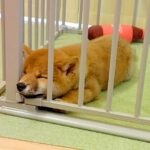 『豆柴の赤ちゃん』をお迎え→小さいまま育つと思っていたら…2年後の『想像もしていなかった光景』に驚き　わんぱくな様子に思わずほっこり(ブログ)