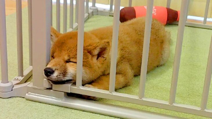 『豆柴の赤ちゃん』をお迎え→小さいまま育つと思っていたら…2年後の『想像もしていなかった光景』に驚き　わんぱくな様子に思わずほっこり(ブログ)