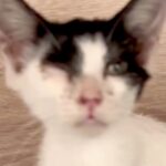 病気で倒れていた野良猫の赤ちゃんを保護→心配した『2匹の犬』が…涙が出る『素敵すぎる展開』が5万再生「泣けちゃう…」「愛情たっぷり」(ブログ)