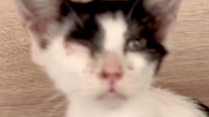 病気で倒れていた野良猫の赤ちゃんを保護→心配した『2匹の犬』が…涙が出る『素敵すぎる展開』が5万再生「泣けちゃう…」「愛情たっぷり」(ブログ)