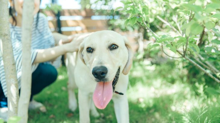 犬が健やかに暮らすための『健康法』　愛犬の心身を守るために必要な4つのコツとは(ブログ)