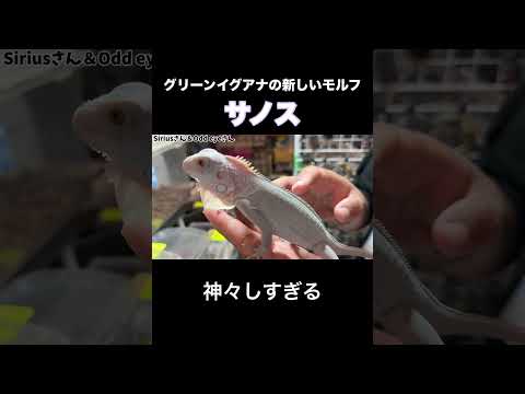 グリーンイグアナの新しいモルフ【サノス】が神々しすぎる(YouTube)
