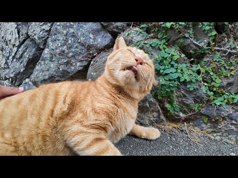 路地裏の日陰に背中を撫でるとペロペロする猫がいました(YouTube)