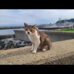 感動猫動画 のライブ配信(YouTube)