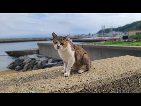 感動猫動画 のライブ配信(YouTube)