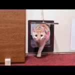 【猫旅館】客室の猫専用小窓を開放！出たり入ったりする猫たちが可愛すぎて癒される宿泊体験(YouTube)