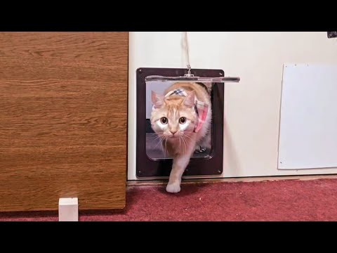 【猫旅館】客室の猫専用小窓を開放！出たり入ったりする猫たちが可愛すぎて癒される宿泊体験(YouTube)