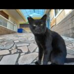 猫島の閉店カフェにいた黒猫にちゅーるをあげたら茶トラも乱入してきた(YouTube)