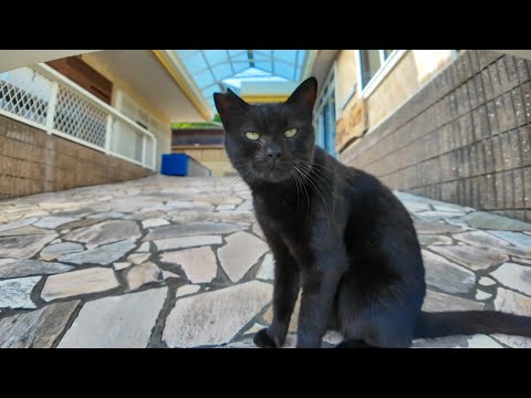 猫島の閉店カフェにいた黒猫にちゅーるをあげたら茶トラも乱入してきた(YouTube)