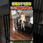 犬を閉じ込めた結果…😂【柴犬】 #犬(YouTube)