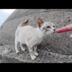 シャム猫が急な崖をかけ降りてナデナデされに来た(YouTube)