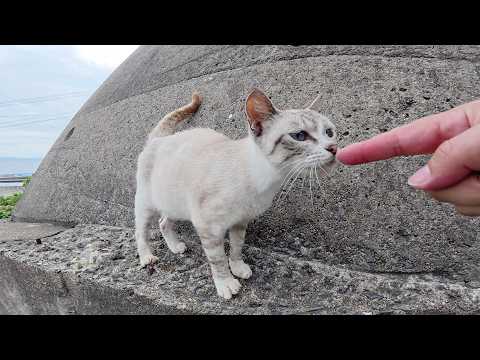 シャム猫が急な崖をかけ降りてナデナデされに来た(YouTube)