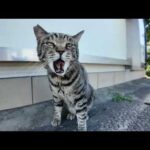 【今週の感動猫動画】相島猫のかわいすぎる未公開映像まとめ🐾2025/8/1w(YouTube)