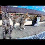 猫島上陸！フェリー降りた瞬間、猫たちの熱烈お出迎え🐱✨(YouTube)