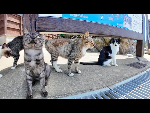 猫島上陸！フェリー降りた瞬間、猫たちの熱烈お出迎え🐱✨(YouTube)